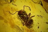Detailed Fossil Ant (Formicidae) & Flies (Diptera) in Baltic Amber #145391-1